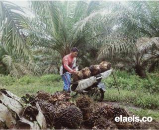 Penting, Edukasi dan Kesadaran tentang Keberlanjutan dalam Industri Kelapa Sawit