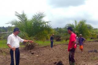 Petani Sawit di Bengkulu Disarankan Bertanam Padi, Lahan Tersedia Cukup Luas dan Potensial