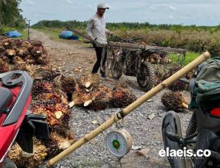 Naik Lagi, Harga Sawit di Kalbar Rp2.127,48/Kg