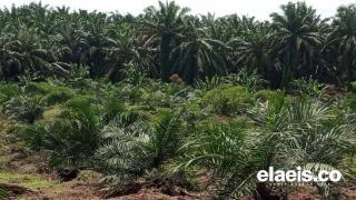 Petani Kecil Bisa Jadi Pengecualian Dalam Sanksi Pemutihan 3,3 Juta Hektar Kebun Ilegal