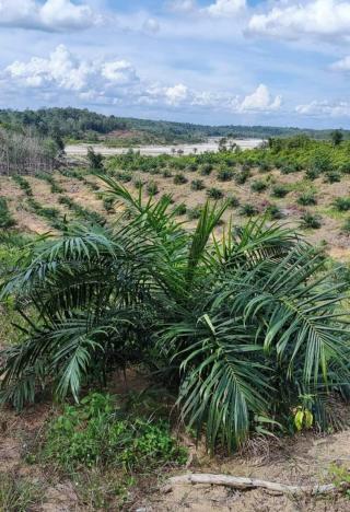 Gubernur Bengkulu Dukung Pengelolaan Hutan Tanpa Tanaman Sawit