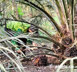 Petani Banten Gembira Kebun Sawit Sudah Mulai Dipanen, tapi Harga Jual masih Rendah