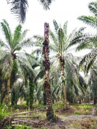 Usul PSR Ditolak, Petani di Mukomuko Disarankan Ikut Perhutanan Sosial