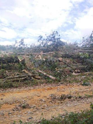 Petani dan Toke Karet di Bengkulu Ramai-ramai Beralih ke Sawit