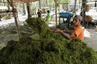 Rosmala Ingin Petani Sawit di Bengkulu Beralih ke Penggunaan Pupuk Organik