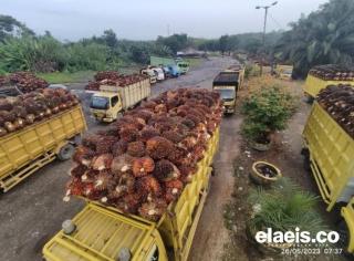 Segini Rata-rata Harga TBS Sawit Swadaya di Sumut