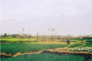 Tak Tahan Rugi Gagal Panen, Banyak Petani Beralih ke Palawija