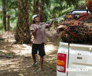 Petani di Bengkulu Keluhkan Penghapusan Subsidi Pupuk: Sawit Butuh Nutrisi yang Cukup