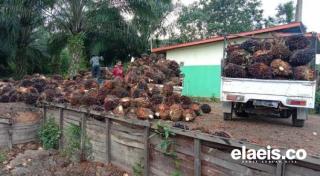 Naik Lagi, Harga Kelapa Sawit di Kalbar Kini Rp. 2.213,97/Kg