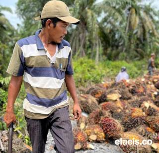 Turun Tipis, Harga Kelapa Sawit di Sumbar Dibandrol Rp2.443,90/Kg