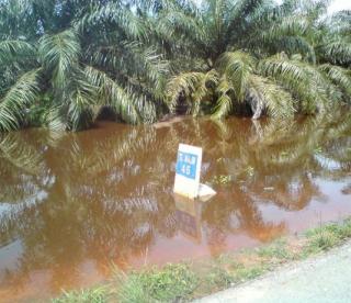 Ini Dampak Kalau Tanaman Sawit yang masih Kecil Sering Terendam Air