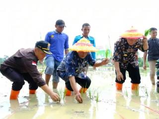 Tak Beralih ke Sawit, Wagub Jambi Ikut Tanam Padi untuk Semangati Petani