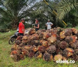 Harga Plasma Anjlok, Petani Swadaya di Kaltim Justru Lebih Menikmati Hasil Kebun 