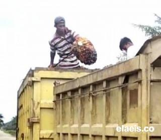 Akhirnya, Kasus Pencurian Buah Sawit Petani Dayun Berujung di Polda Riau