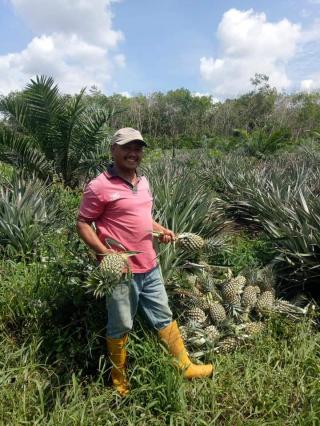 Tanam Nenas di Kebun Sawit, Begini Hasil yang Didapat Petani