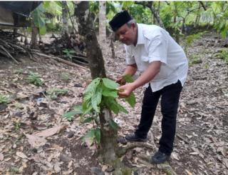 Tinggalkan Kakao, ini Penyebab Banyak Petani Pidie Jaya Beralih ke Sawit