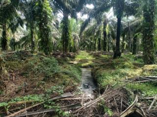 Pabrik CPO di Mukomuko Harus Siap-siap Berbagi Limbah Cair dengan Petani