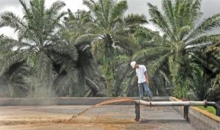 Pabrik CPO Diminta Berikan Limbah Cair Gratis ke Petani Sawit