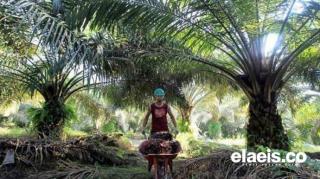 Ditopang Sawit, Penerimaan Pajak Riau Tembus Rp 10,30 Triliun