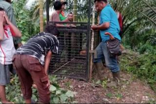 Harimau Sumatera Berkeliaran di Sekitar Desa, Petani Sawit Takut Beraktivitas