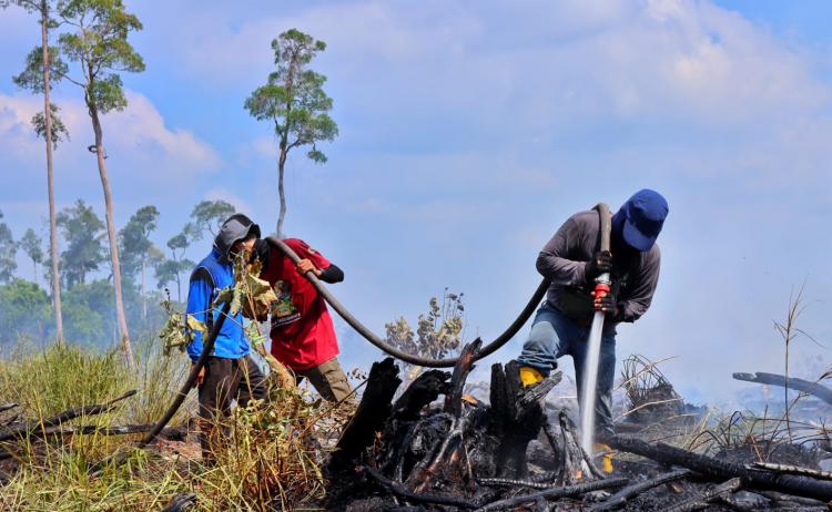 Karhutla Sudah Hanguskan 924 Hektare Lahan di Riau