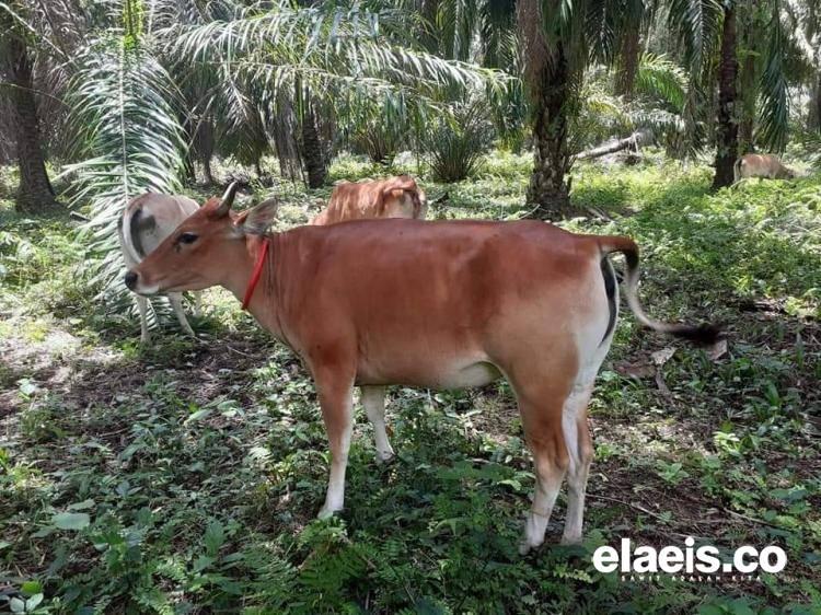 Integrasi Kebun Sawit-Sapi Bikin Kantong Fajri Tebal