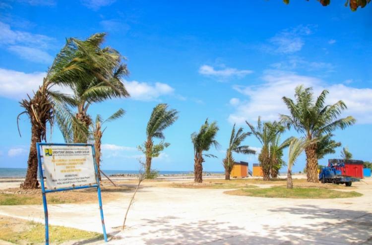 Sawit Dipindahkan dari Kebun PT Lonsum ke Pantai Merpati Bulukumba, Buat Apa?