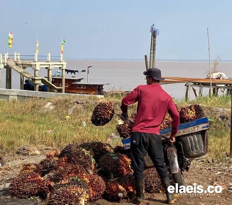 Desa Sawit ini Ada di Riau, Tapi Hasil Panennya Diolah di Kepulauan Riau