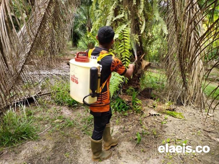 Jangan Gunakan Cairan Insektisida untuk Basmi Serangga di Tanaman Sawit, Fatal Akibatnya!