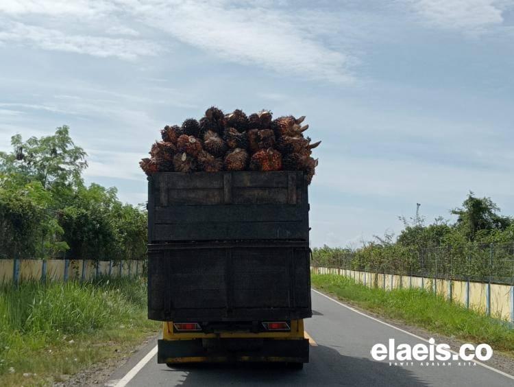 Truk Pengangkut Sawit Dilarang Beli Solar Subsidi, Petani Jadi Korban, Kok Bisa?