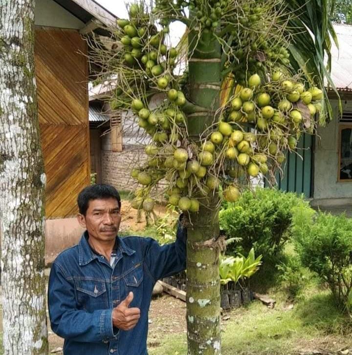 Petani Sawit di Bengkulu Mulai Eksplorasi Potensi Tanaman Pinang 