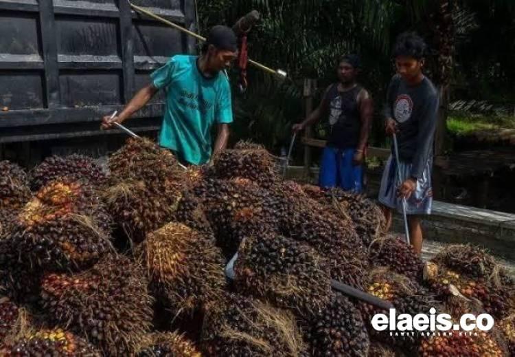 Sertifikasi Keberlanjutan PT Inecda Bermasalah, RSPO Sedang Investigasi