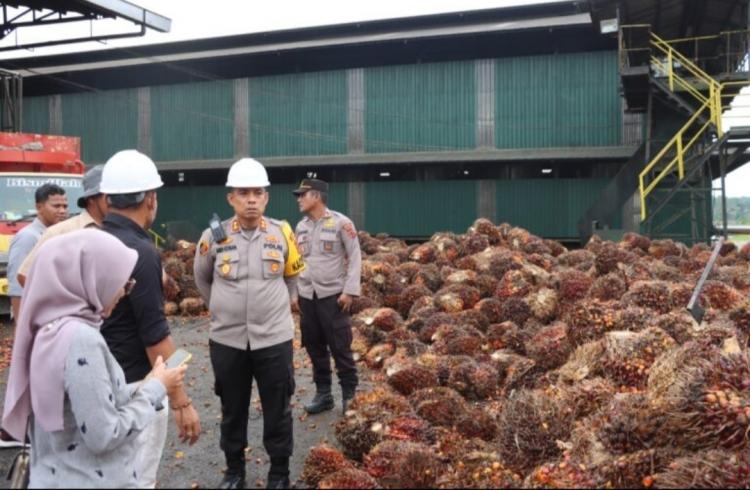 Makin Dalam Lur, Harga TBS di Jambi Turun Lagi