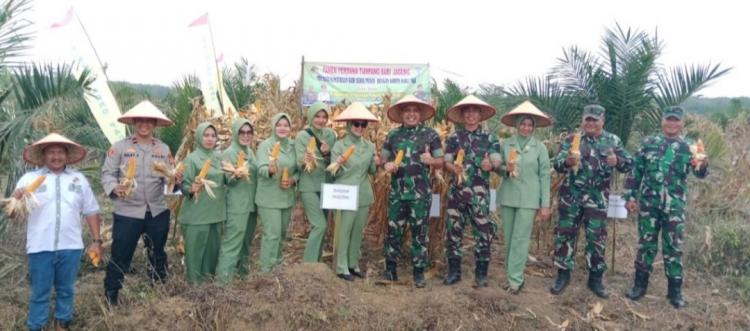 KUD Sedia Mukti dan Kodim 0402/OKI Panen Perdana Jagung Pola Tumpang Sari