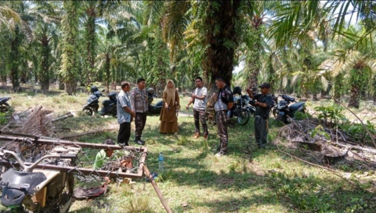 Pengelolaan Tak Transparan, Masyarakat Panen Sawit di Kebun KMD