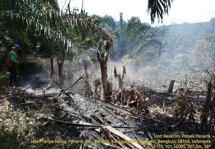 Cegah Kerugian Akibat Karhutla, Petani Sawit Disarankan Lindungi Kebun dengan ini