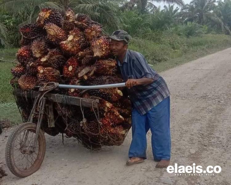 CPO Naik, Harga Kelapa Sawit Swadaya di Sumut Ikut Terkerek