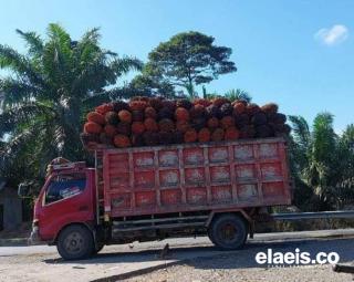 KADIN Minta Pemerintah Daerah Bengkulu Bikin SPBU Khusus Angkutan Sawit dan CPO 