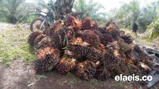 Petani Swadaya di Riau Dapat Kabar Gembira, Harga Sawit Minggu Ini Naik Lagi