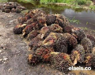 Harga Sawit Makin Bagus, NTP Riau Juli 2023 Naik 2,06 Persen