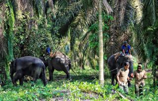 Tahura Jadi Kebun Sawit, Gajah Turun Tangan 