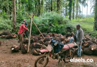 Kaum Milenial di Bengkulu Dimotivasi Jadi Petani Sawit