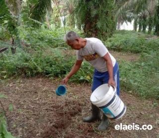 Ingat Petani! Mupuk Sawit di Musim Penghujan Beresiko, Tapi...