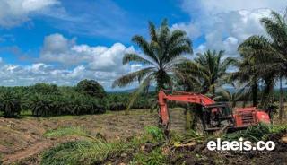 Program PSR Solusi Terbaik Bagi Petani Sawit di Bengkulu