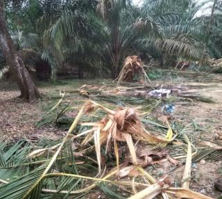 Kawanan Gajah Liar Masuk Kawasan Pemukiman, Sawit Jadi Sasaran