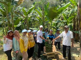 Warga Pulau Enggano Tolak Sawit, Pilih Pisang Kepok 