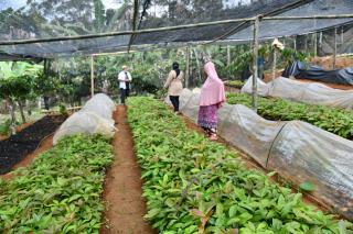 Program KBR Buka Kesempatan Bagi Petani Sawit Tambah Penghasilan 