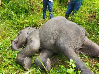 Diserang Virus, Anak Gajah Sumatera Mati di PLG Minas 
