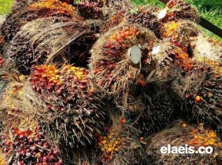 Jelang HUT RI, Petani Sawit di Mukomuko Belum 