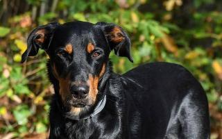 Kasus Rabies di Bengkulu Melonjak, Anjing Penjaga Kebun Sawit Diminta Suntik Vaksin